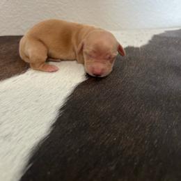 Red 2 - Red female Dachshund puppy in Kersey, Colorado from Ranchin Doxies