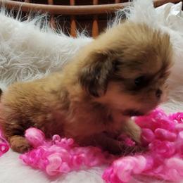 Liver Female2 - Liver female Shih Tzu puppy in Hillsdale, Michigan from Prairie Fen Farm