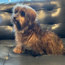Pepsi - Havanese