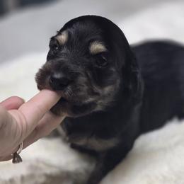 Bliss - Black and cream female Dachshund puppy in Mcminnville, Tennessee from Red Barn Farms Minis