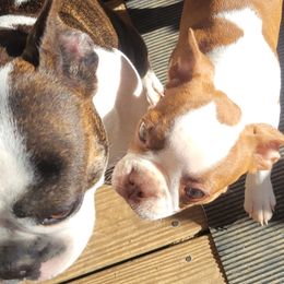 Raeleigh - Boston Terrier