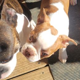 Raeleigh - Boston Terrier