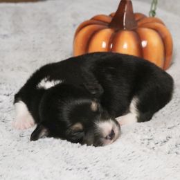 Timber (Fluffy) - Black and tan male American Corgi puppy in Fayetteville, Arkansas from Intergalactic Corgis