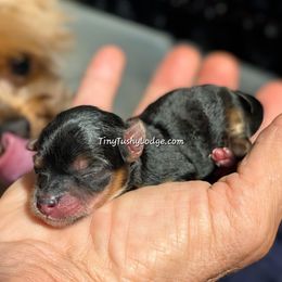 Girl 2 - female Yorkshire Terrier puppy in Greencastle, Indiana from Tiny Tushy Lodge