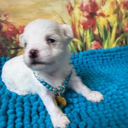 Brianna - Parti female Maltipoo puppy in Lawrenceburg, Tennessee from LUV Poodles and Maltipoos