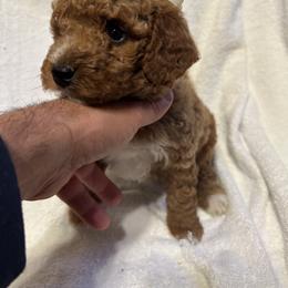 Bubu - Red  female Goldendoodle puppy in Mint Hill, North Carolina from DoodleForever