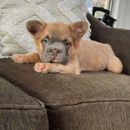 French Bulldog Puppies from Nicholepups