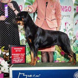 Bianca - Rottweiler