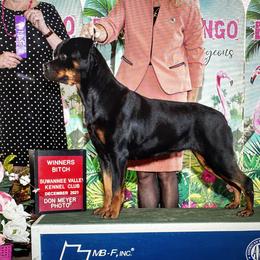 Bianca - Rottweiler