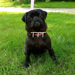 Holly - Pug