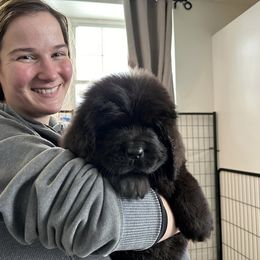 Newfoundland Puppies from Knallhart Kennels