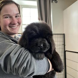 Newfoundland Puppies from Knallhart Kennels