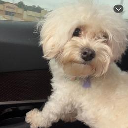Winnie - Maltipoo