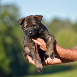 Burgundy - Sable female German Shepherd puppy in Cherryville, North Carolina from Masky Kennel