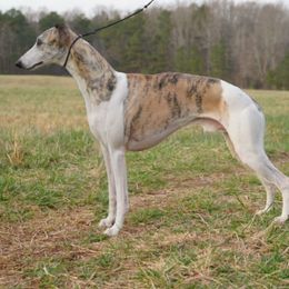 Blake - Whippet