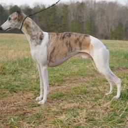 Blake - Whippet