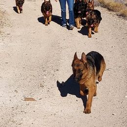 German Shepherds from sharon Minerd