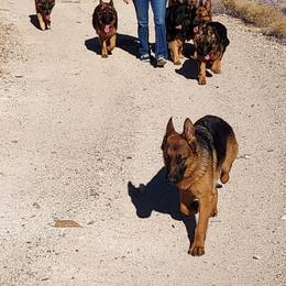 German Shepherds from sharon Minerd