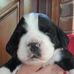 English Springer Spaniel Puppies from Alexia Stanton's English Springer Spaniels