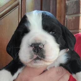 English Springer Spaniel Puppies from Alexia Stanton's English Springer Spaniels