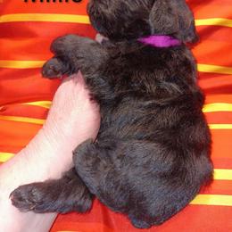 Millie - Black female Miniature Schnauzer puppy in Midland, Texas from Shebbies Puppy Palace