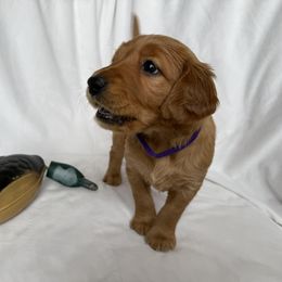Golden Retriever Puppies from Thoroughmark Retrievers