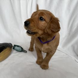Golden Retriever Puppies from Thoroughmark Retrievers