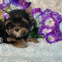 Duna - Yorkshire Terrier