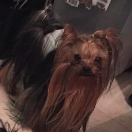 Marshall  - Yorkshire Terrier