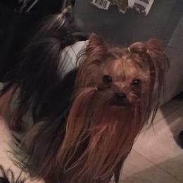 Marshall  - Yorkshire Terrier