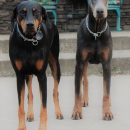 Doberman Pinscher All Grown Up from Angela Rogers