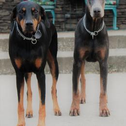 Doberman Pinscher All Grown Up from Angela Rogers