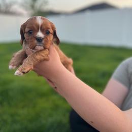 Reah - Ruby female Cavalier King Charles Spaniel puppy in Smithfield, Utah from Bella Notte Cavaliers