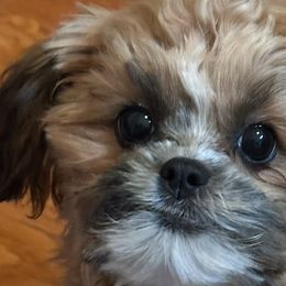 Shihpoos from Southern Bred Pups