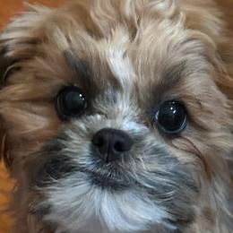 Shihpoos from Southern Bred Pups
