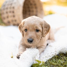 Goldendoodle Puppies from King Family Doodles