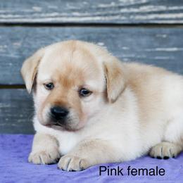 Yellow female - Yellow female Labrador Retriever puppy in Mississippi from Sure Shot English Labs