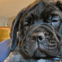 Girl 3 - Fawn brindle Bullmastiff puppy in Windham, Ohio from Guardian's Gate