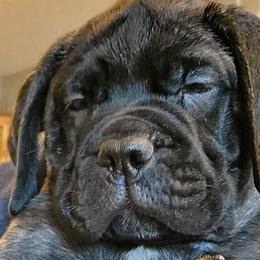 Girl 3 - Fawn brindle Bullmastiff puppy in Windham, Ohio from Guardian's Gate