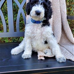 Goldendoodle and Poodle Puppies from Ben's Best Buddy Goldendoodles