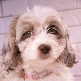 Girl 1 - Red merle Aussiedoodle puppy in Tucson, Arizona from Ever After Doodles Arizona