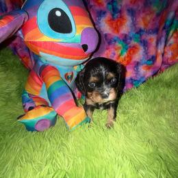 Sophia - Black and tan female Cavalier King Charles Spaniel puppy in Broken Arrow, Oklahoma from Cavalier King Charles Heartland