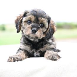 Stoney - Sable male Cavapoo puppy in Lawton, Oklahoma from Lindsey’s Cavies