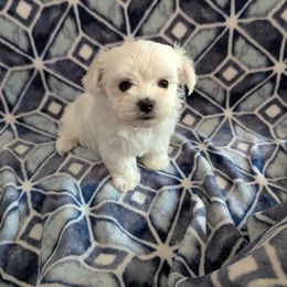 Little Boy - White Maltese puppy in Nevada from LAS VEGAS PUPPY