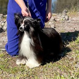 Greta - Black and white female Chinese Crested puppy in New Smyrna Beach, Florida from FronkLinn Kennel