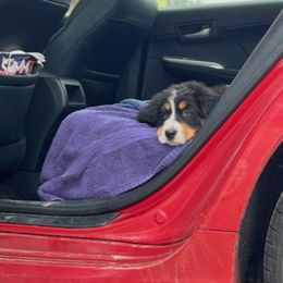 Bernese Mountain Dog Puppies from Lonesome Pine Farm