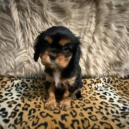 Presley - Black and tan female Cavalier King Charles Spaniel puppy in Broken Arrow, Oklahoma from Cavalier King Charles Heartland