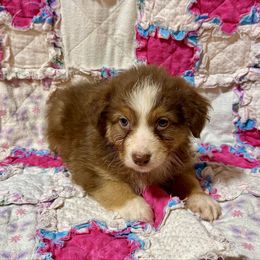 Tri male 1 - Red tri-color male Australian Shepherd puppy in Lemon Cove, California from Magic Ranch Mini Aussies