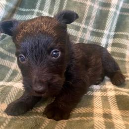 Rex (Green) - Black male Scottish Terrier puppy in Jefferson, North Carolina from McGuire’s High Country Terriers