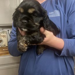 Boy 4 - Black white and tan male Cocker Spaniel puppy in Montalba, Texas from 4D